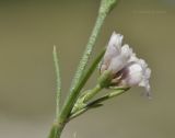 Asperula cretacea