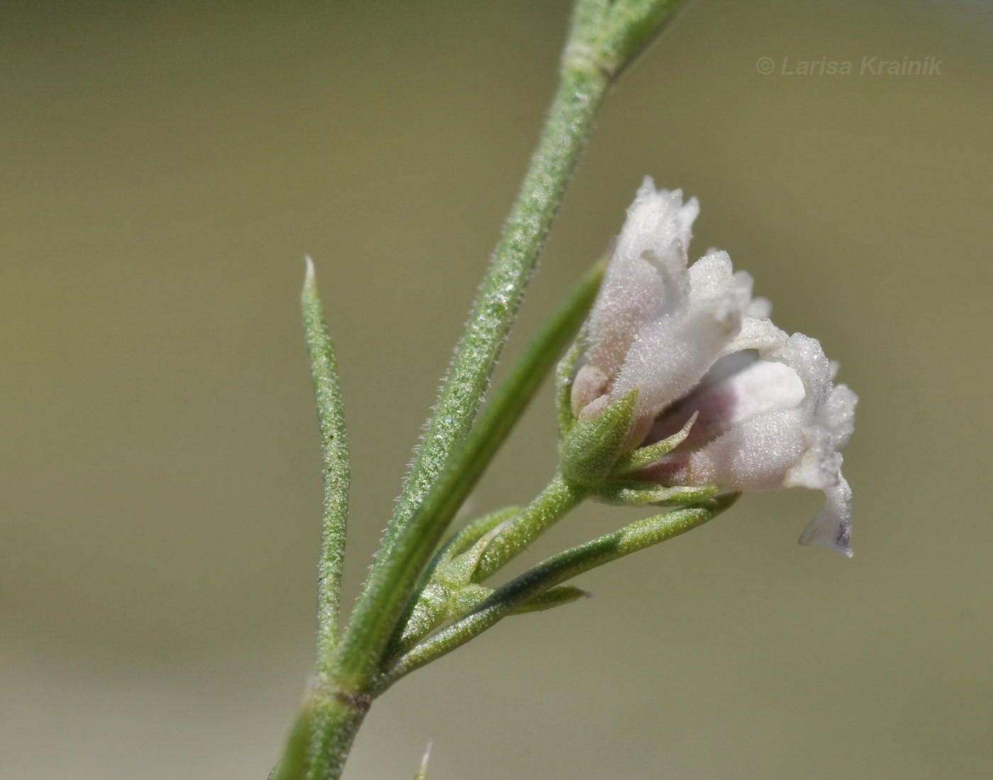 Изображение особи Asperula cretacea.