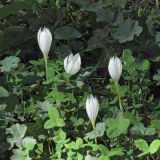 Crocus vallicola