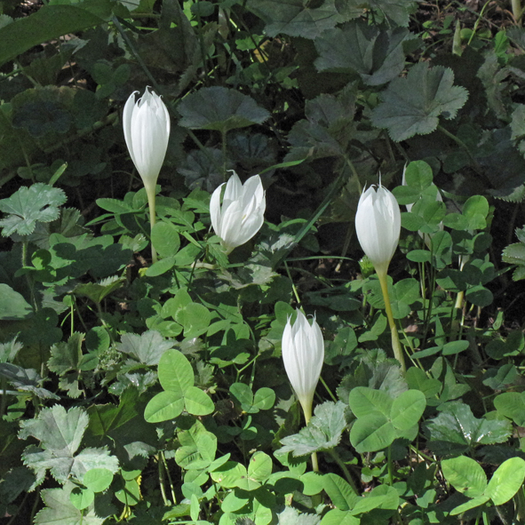 Изображение особи Crocus vallicola.