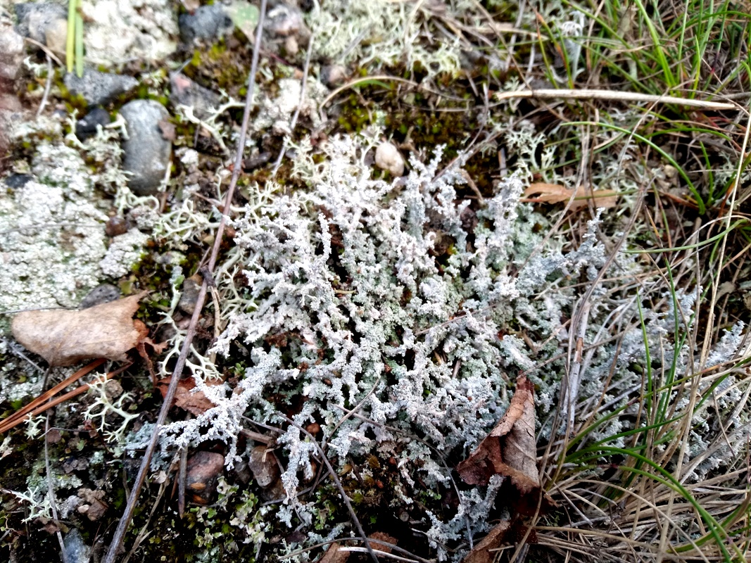 Изображение особи Stereocaulon tomentosum.