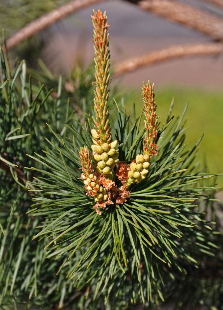 Изображение особи Pinus sylvestris.