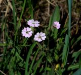 Lychnis sibirica. Цветки. Иркутская обл., Иркутский р-н, р. Иркут, о. Беляева, луг. 30.05.2020.