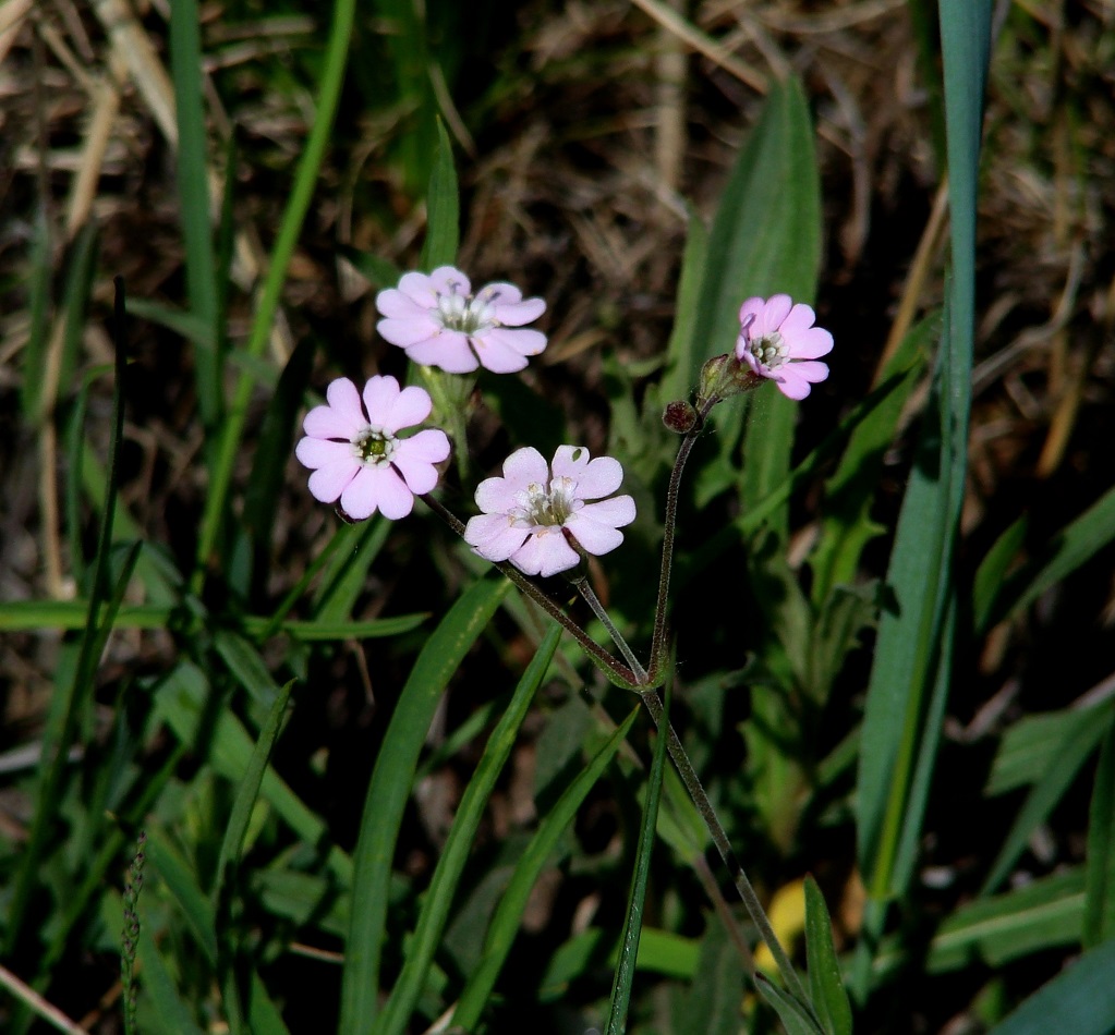 Изображение особи Lychnis sibirica.