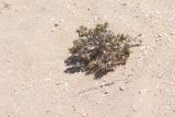 Justicia cleomoides