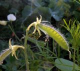 Lathyrus odoratus. Развивающийся плод с сохранившимся андроцеем. Тверская обл., Весьегонск, в культуре. 30 июля 2020 г.