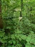 Pleurospermum uralense