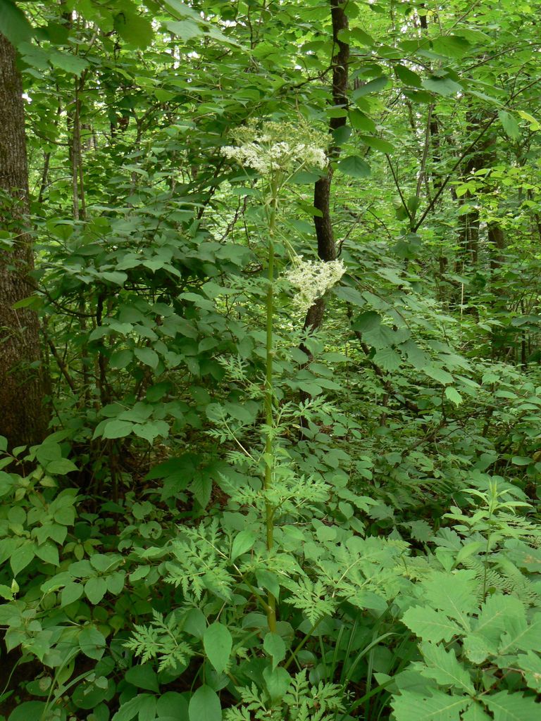 Изображение особи Pleurospermum uralense.