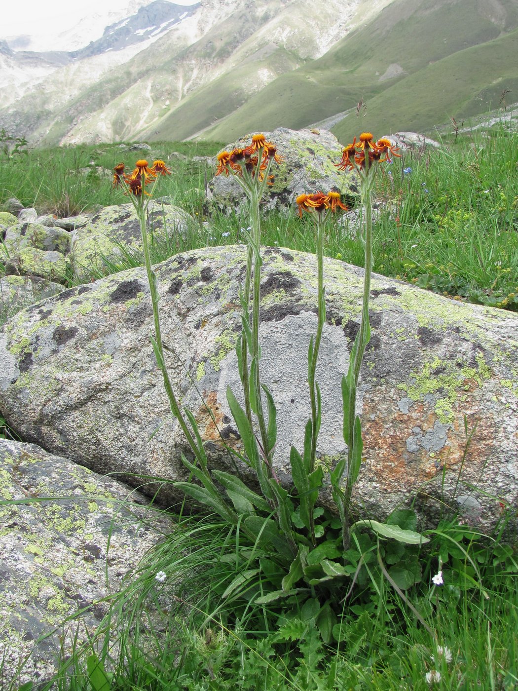 Изображение особи Tephroseris caucasigena.