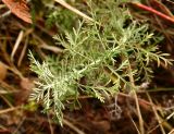 Artemisia pontica