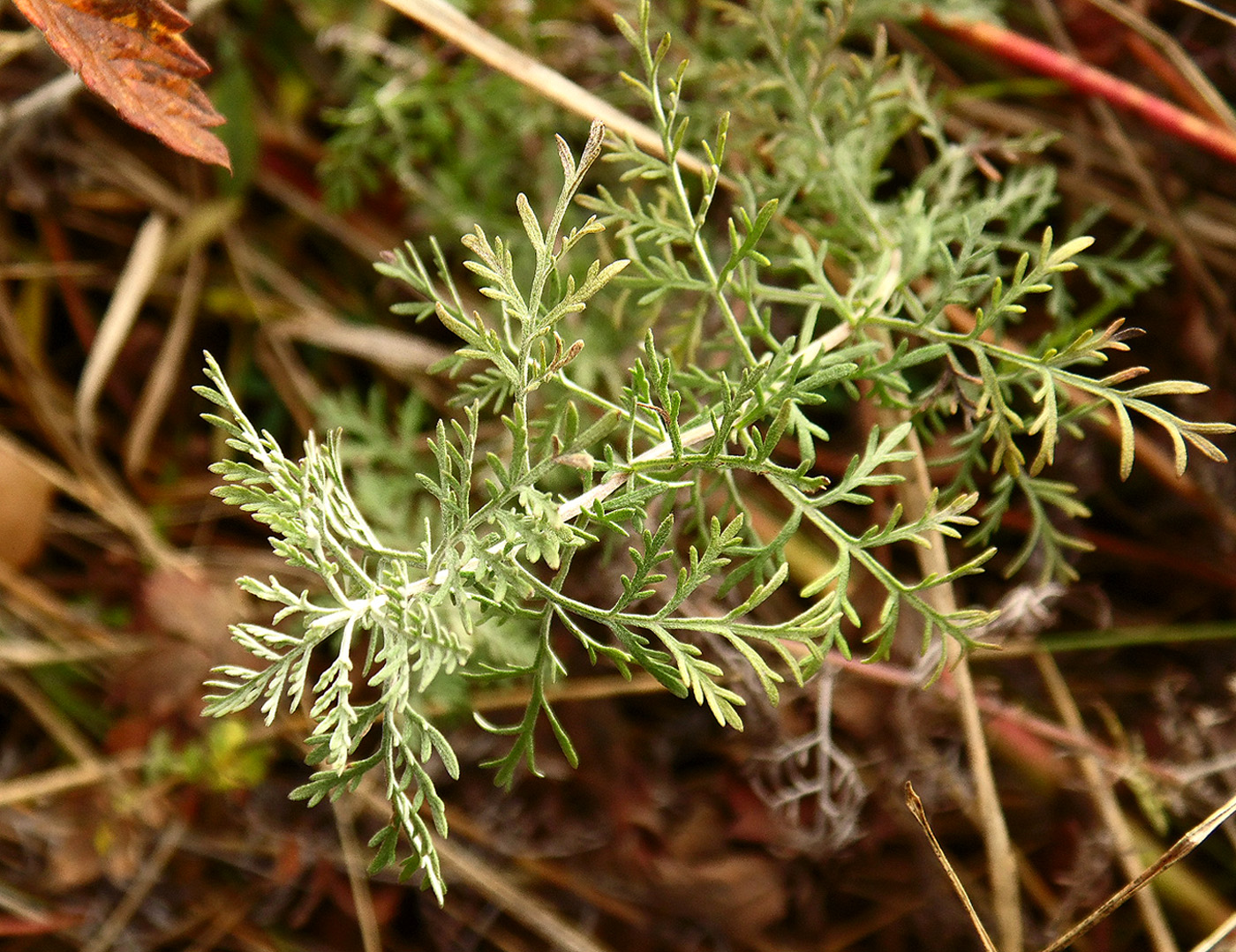 Изображение особи Artemisia pontica.