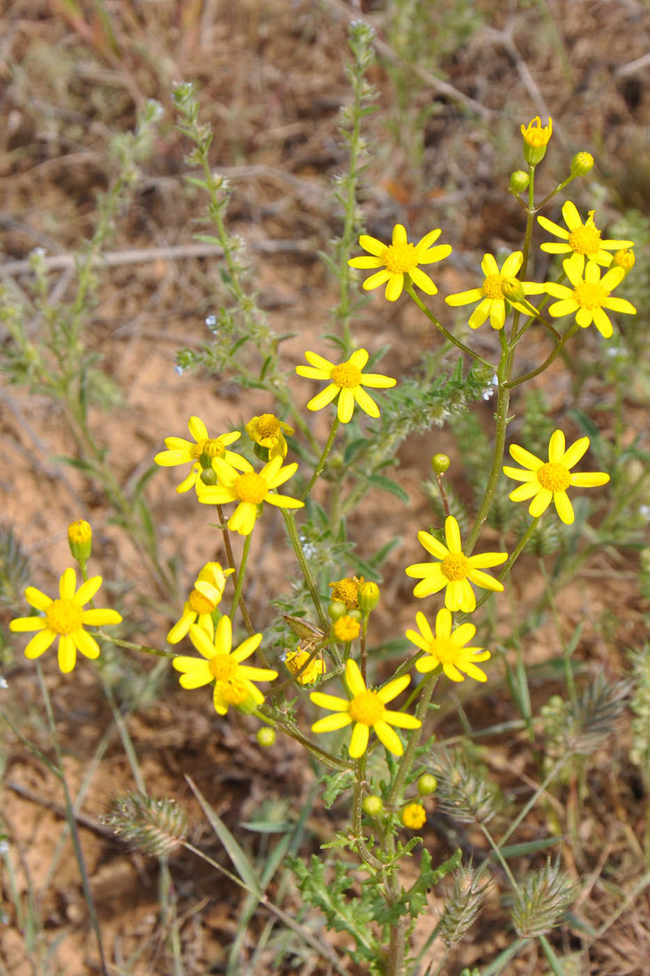 Image of Senecio vernalis specimen.