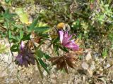 Trifolium lupinaster