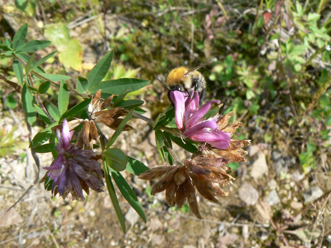 Изображение особи Trifolium lupinaster.