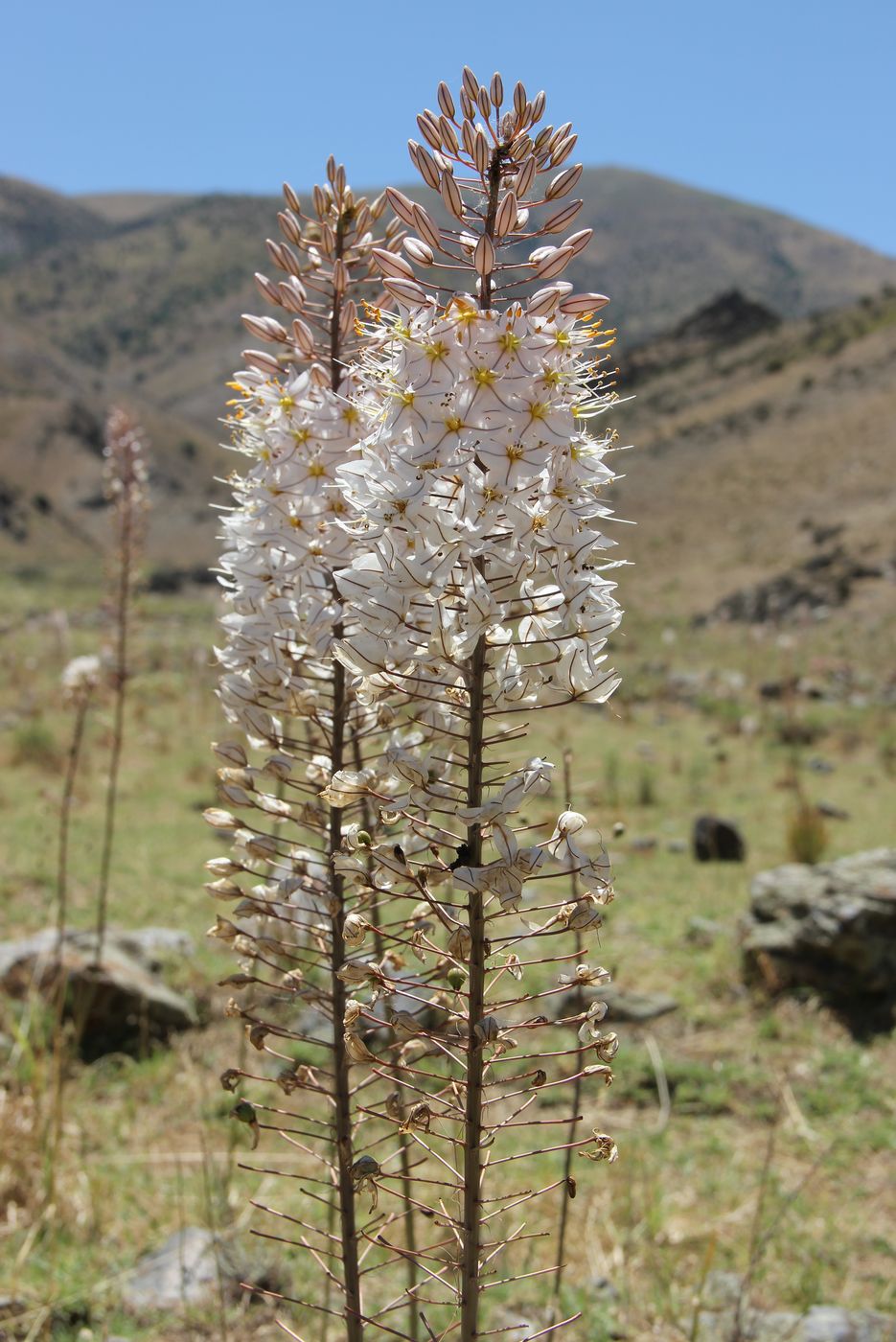 Изображение особи Eremurus olgae.