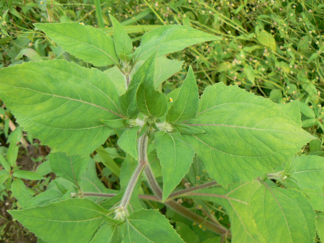 Image of Sigesbeckia pubescens specimen.