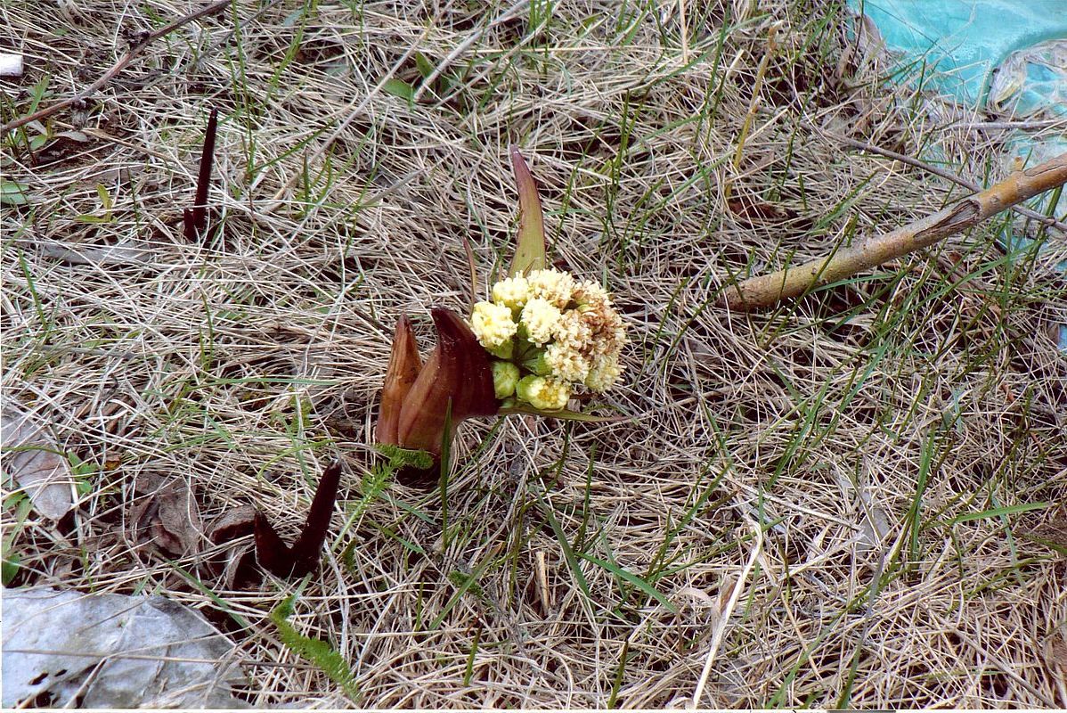 Изображение особи Petasites spurius.