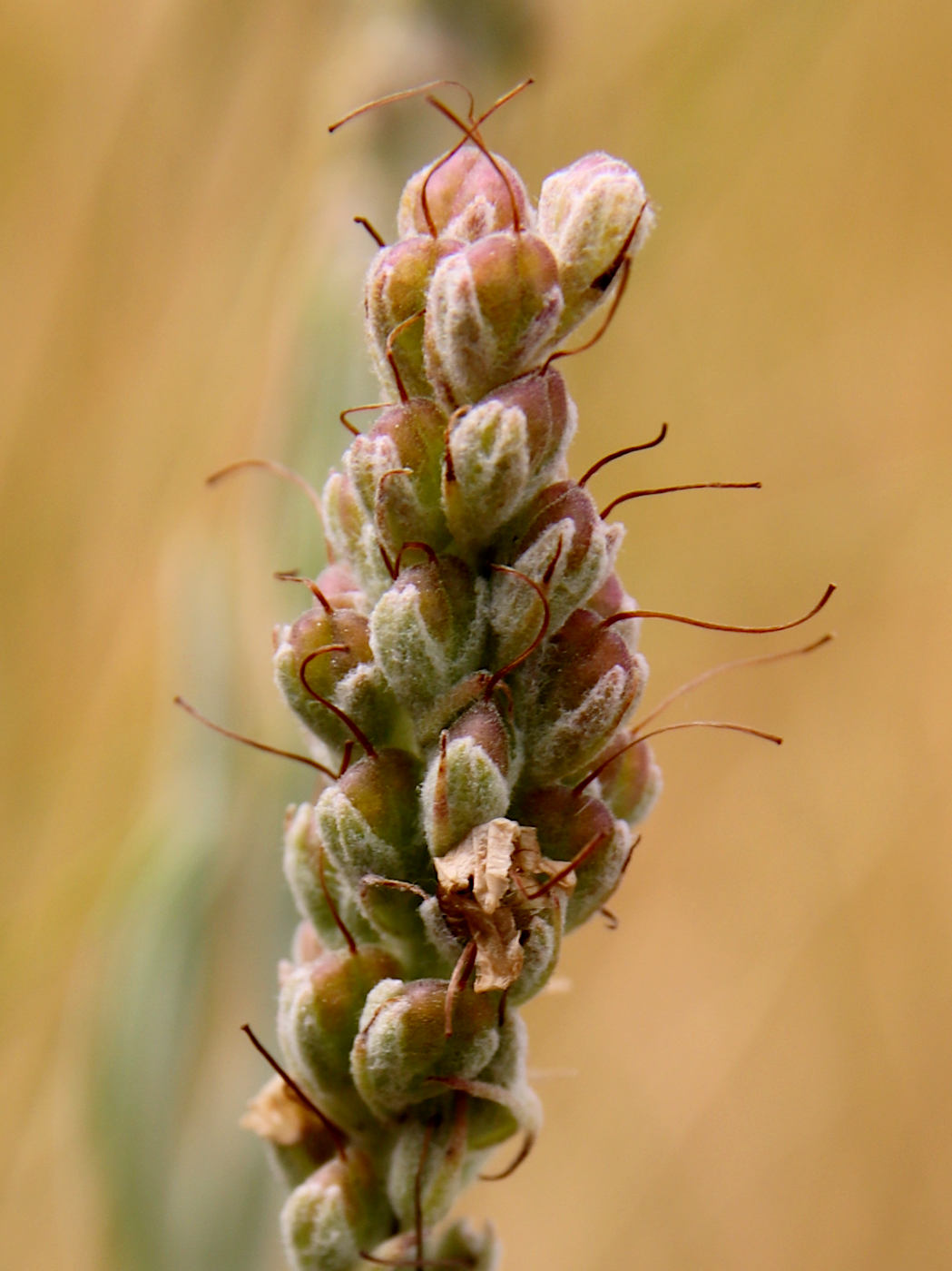Image of Veronica incana specimen.
