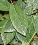 Cobaea scandens