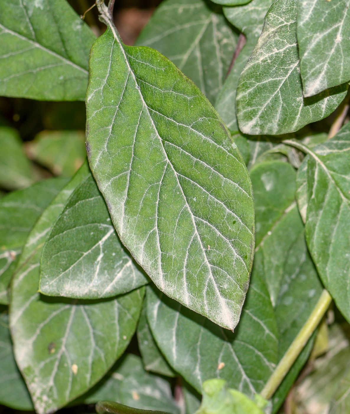 Image of Cobaea scandens specimen.