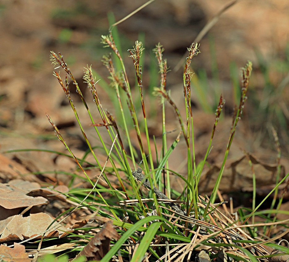 Изображение особи Carex digitata.