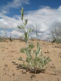 Artemisia leucodes. Вегетирующее растение. Южный Казахстан, Жамбылская обл., окр. с. Акыртобе; южная часть песков Мойынкум, полузакреплённые пески. 12 мая 2021 г.