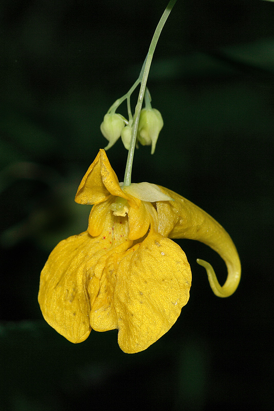 Изображение особи Impatiens noli-tangere.