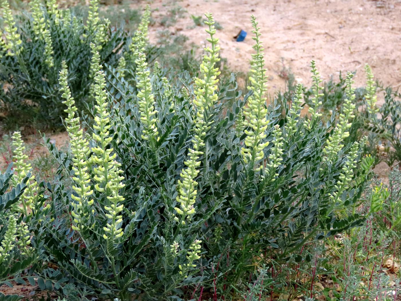 Image of Goebelia pachycarpa specimen.