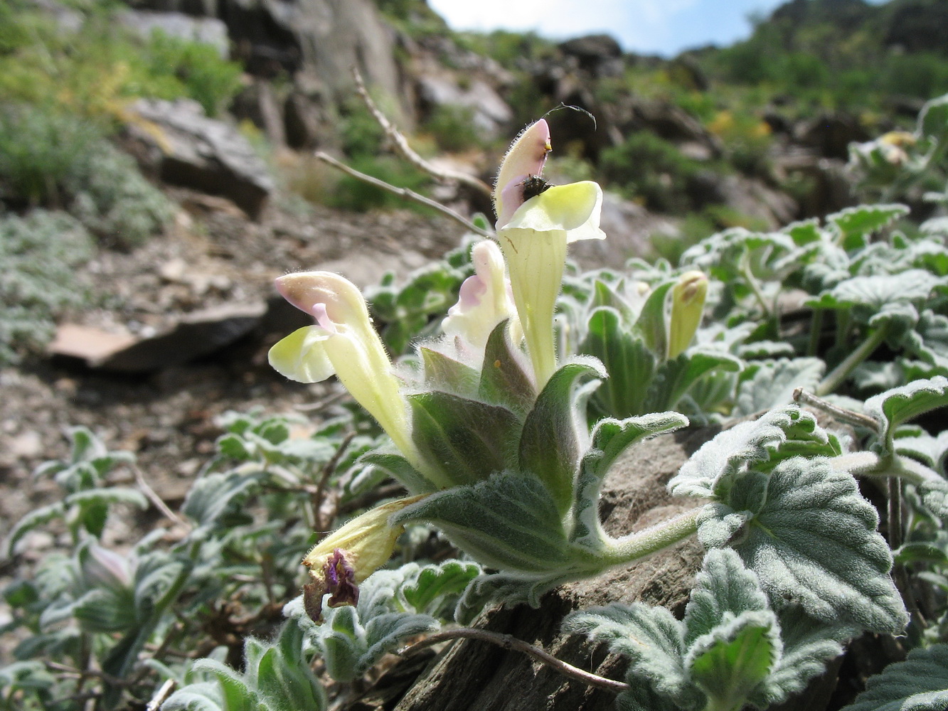 Image of Scutellaria karatavica specimen.