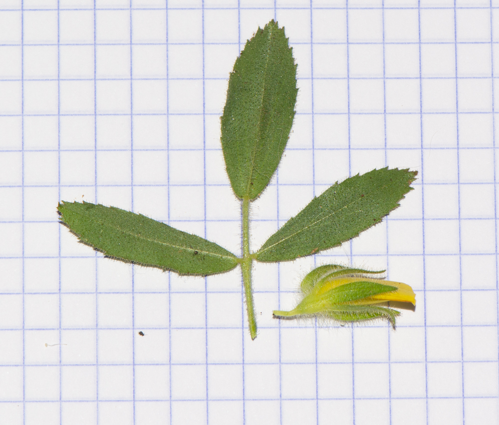 Image of Ononis pubescens specimen.