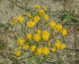 Crepis tectorum
