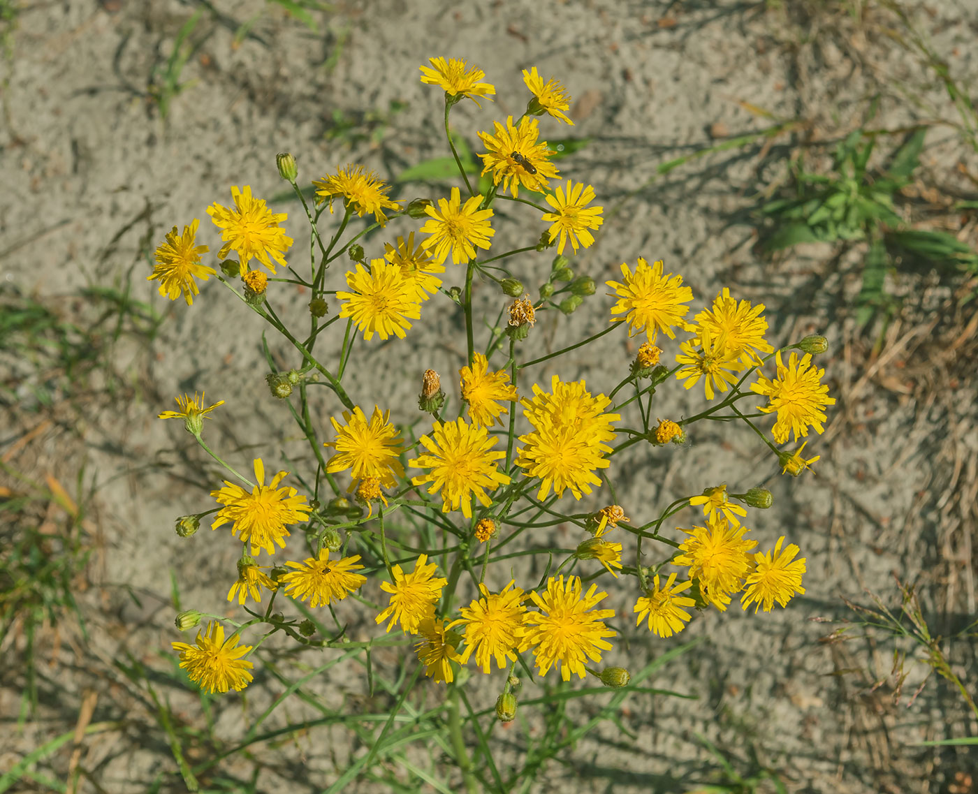 Изображение особи Crepis tectorum.