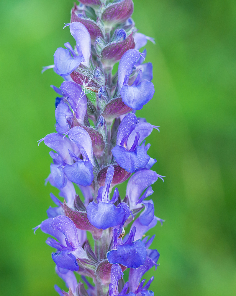 Изображение особи Salvia tesquicola.