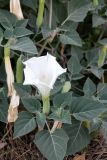 Datura innoxia. Часть цветущего растения. Казахстан, г. Актау, в городском озеленении. 21 июня 2021 г.