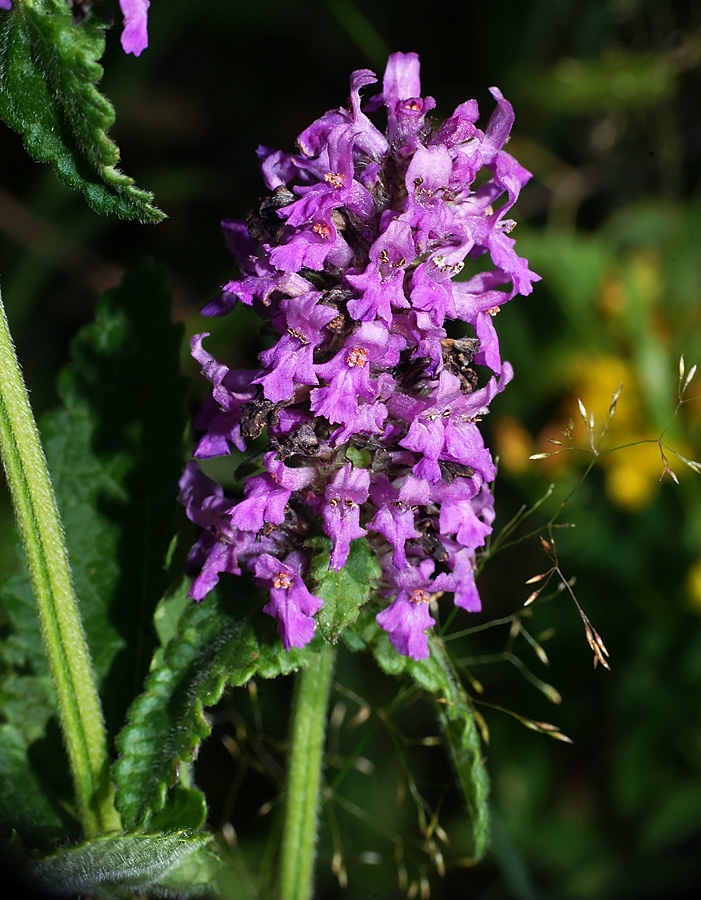 Image of Betonica officinalis specimen.
