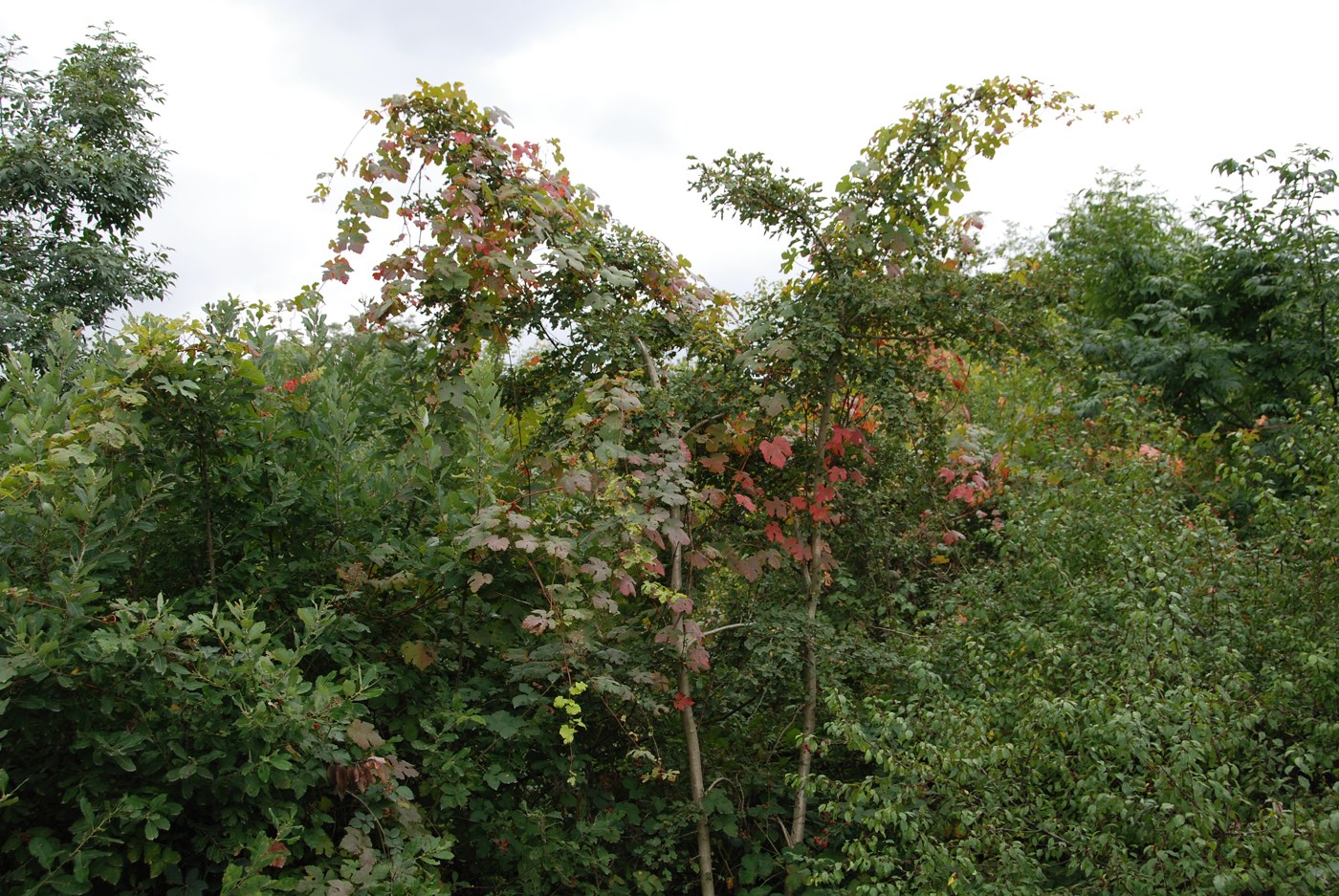 Image of Vitis gmelinii specimen.