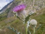 Cirsium balkharicum. Верхушки побегов с раскрывшимся и нераскрывшимся соцветиями. Кабардино-Балкария, Черекский р-н, Кабардино-Балкарский высокогорный заповедник, Черек-Безенгийское ущелье, окр. альплагеря \"Безенги\", ≈ 2100 м н.у.м., отложенная боковая морена, субальпийский луг. 16.08.2021.