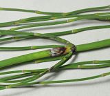 Image of taxon representative. Author is Денис Карацуба