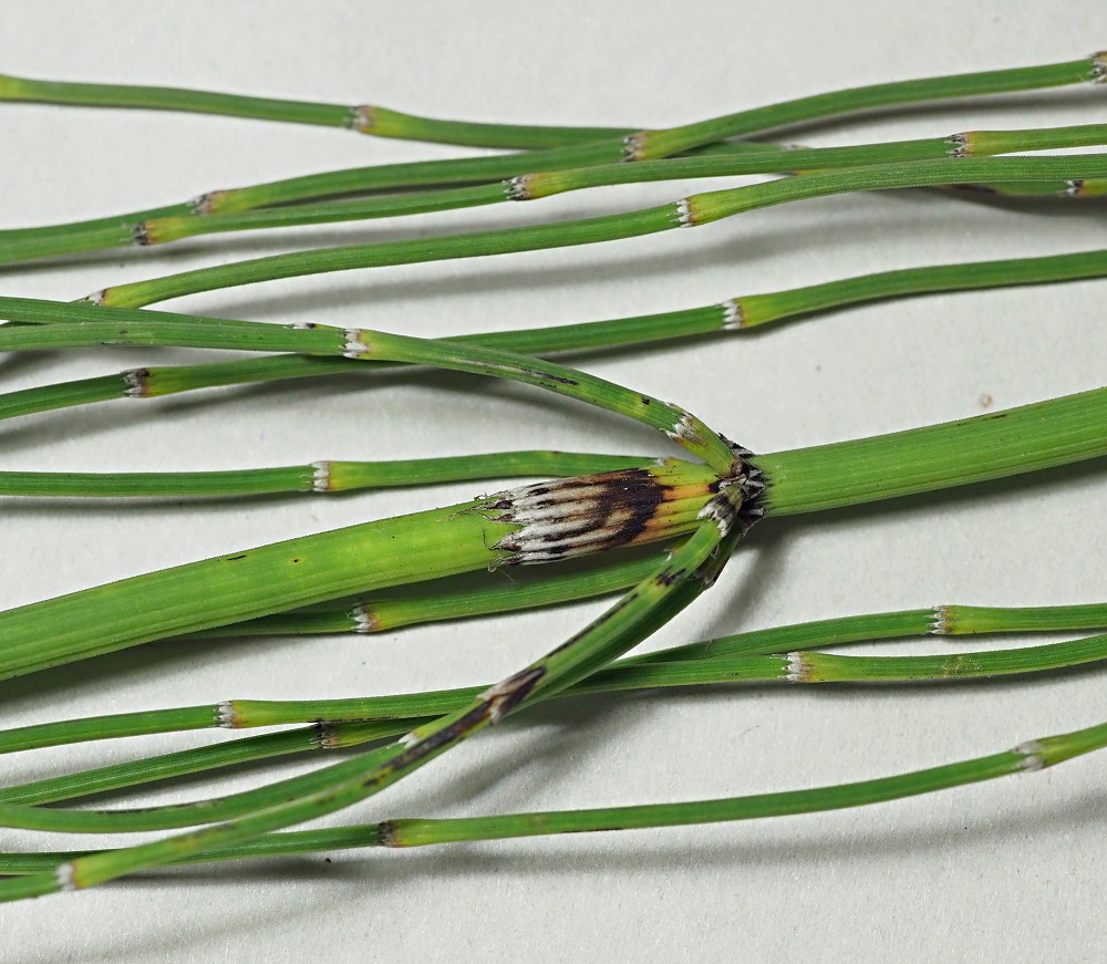 Image of Equisetum ramosissimum specimen.