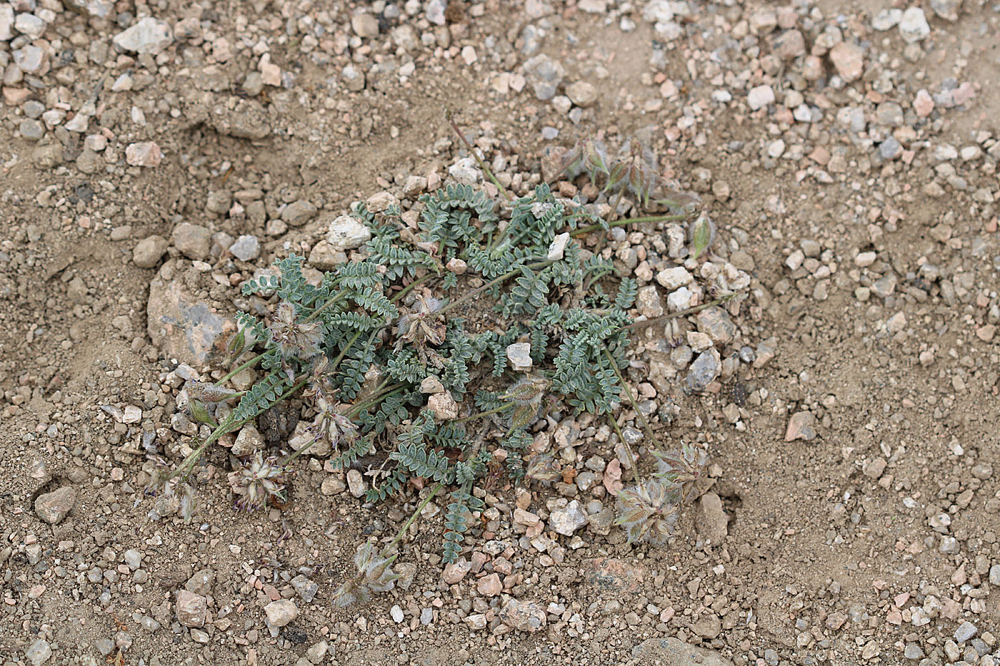 Image of Oxytropis arassanica specimen.