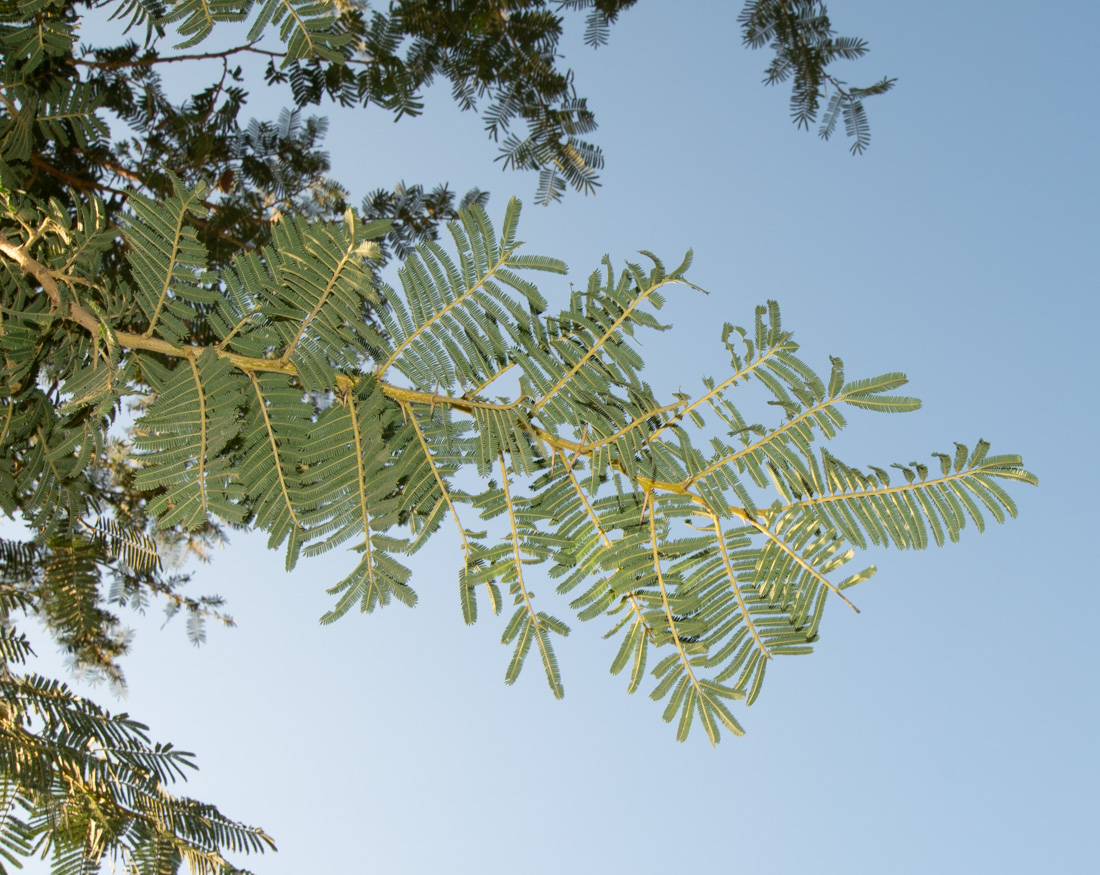 Image of Vachellia sieberiana specimen.