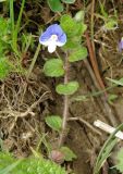 Veronica persica