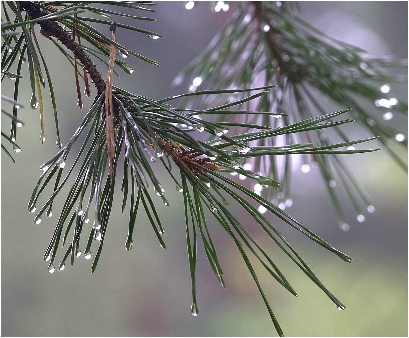 Изображение особи Pinus sylvestris.