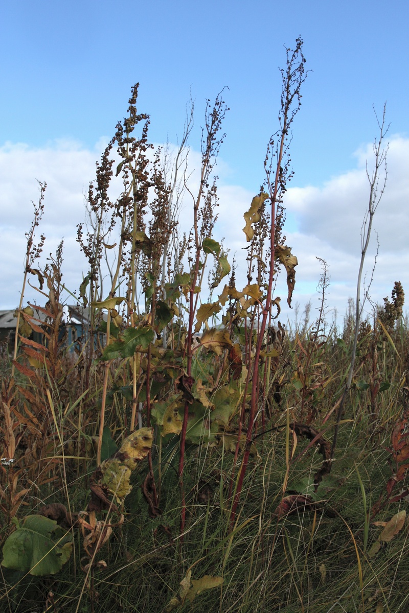 Image of Rumex confertus specimen.