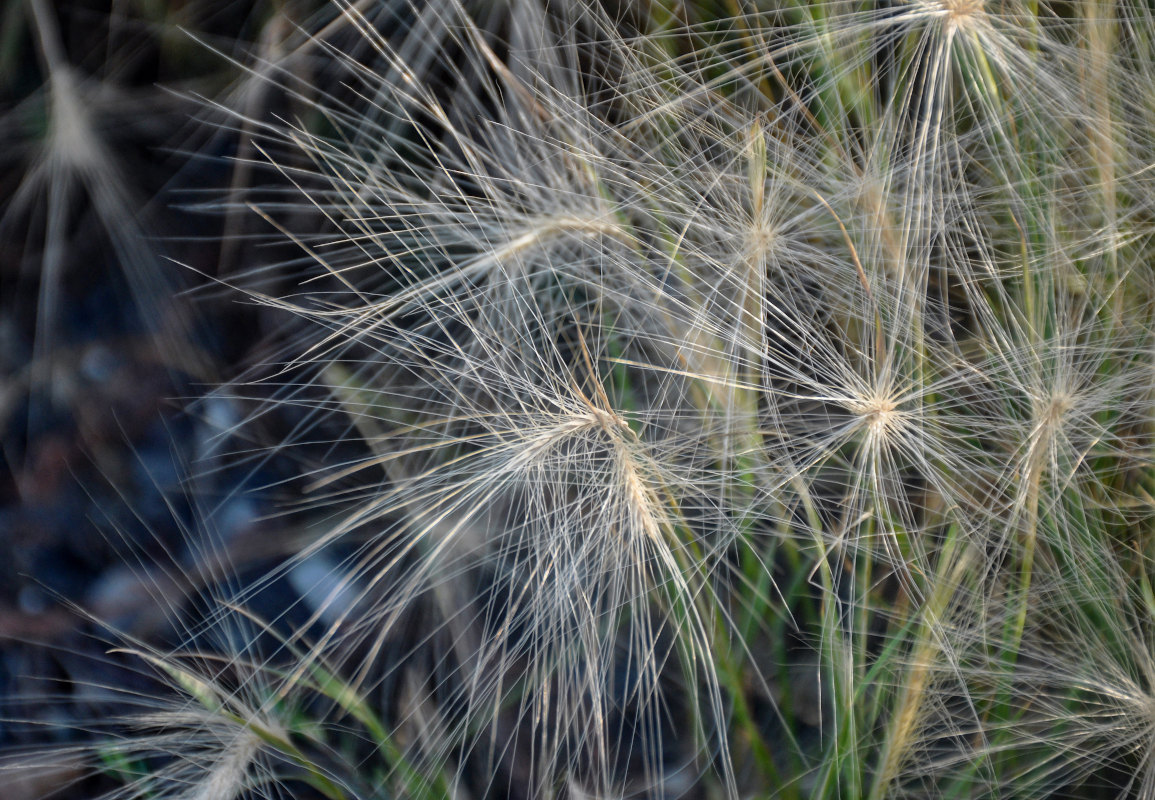 Image of Hordeum jubatum specimen.