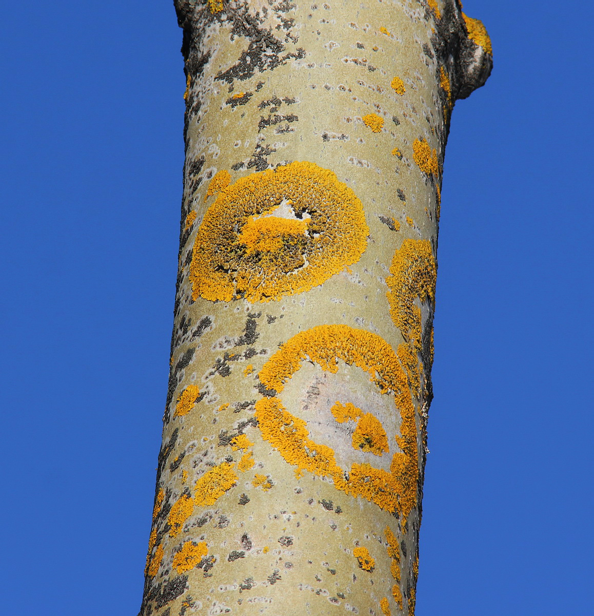 Image of Xanthoria parietina specimen.