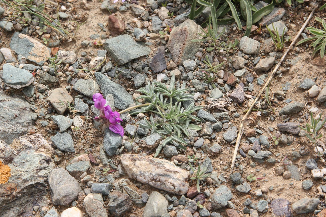 Image of Oxytropis pumila specimen.