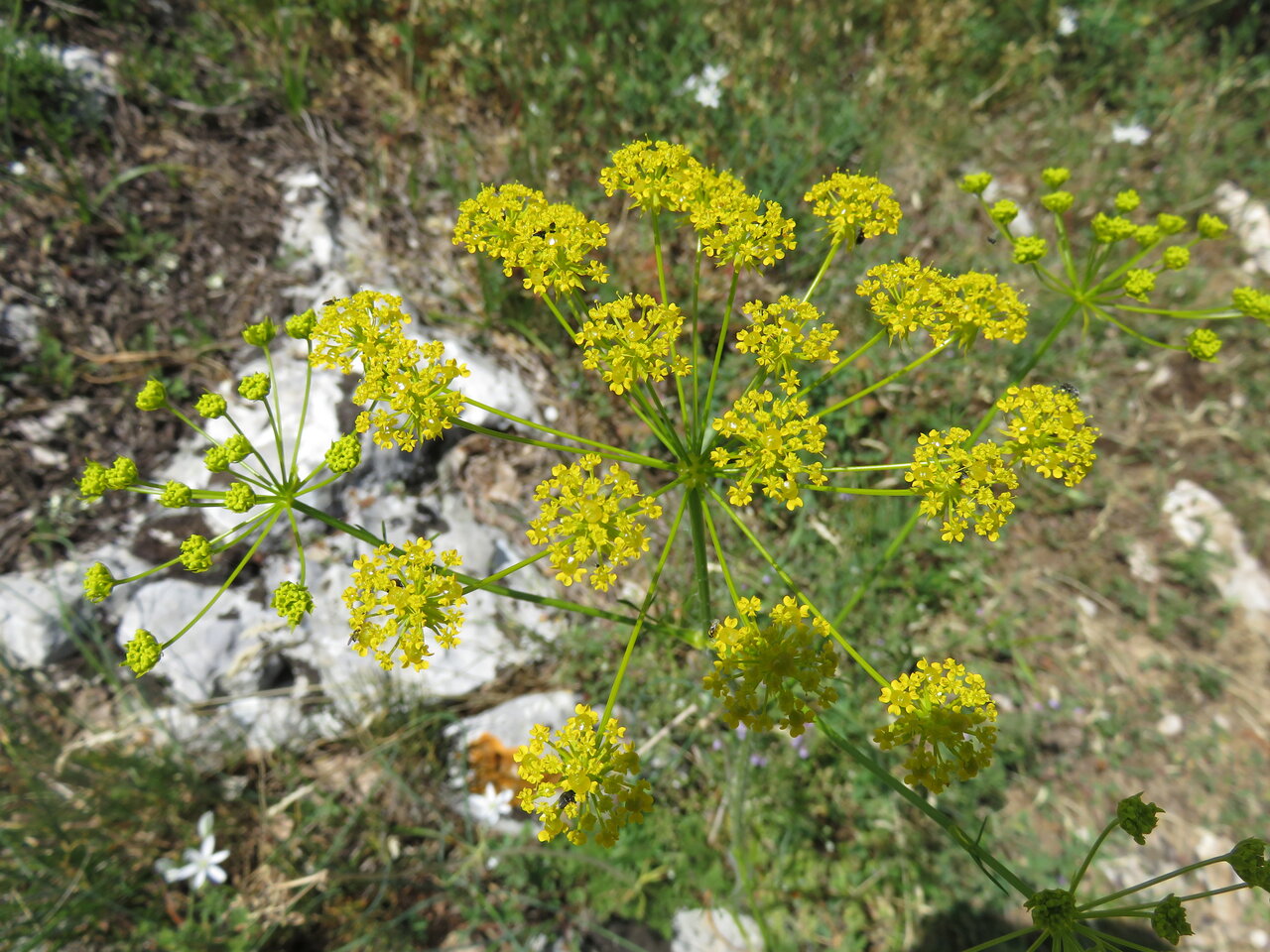 Image of Chaerophyllum coloratum specimen.