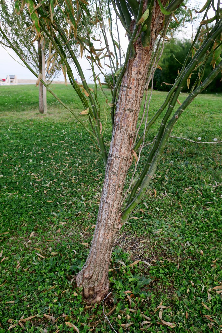 Image of Salix matsudana specimen.