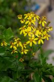 Senecio angulatus